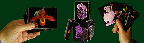 Living Tree Orchid Essences - Cards - click for larger view
