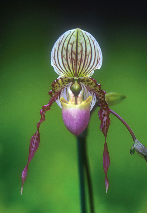 guardian of the inner journey orchid essence