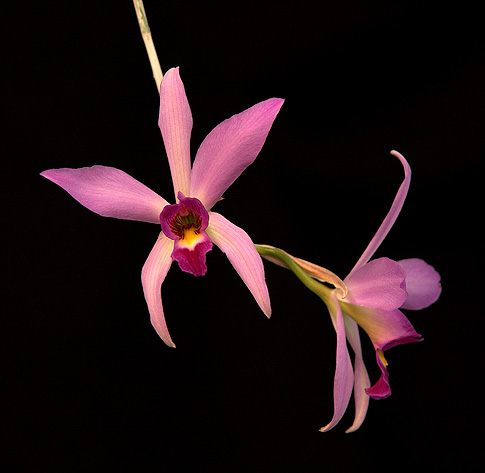 laughing butterflies orchid