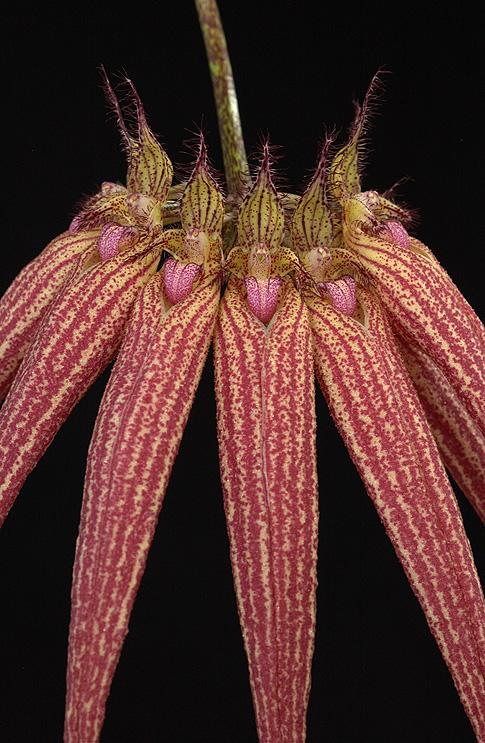 pushing back the night orchid